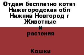 Отдам бесплатно котят - Нижегородская обл., Нижний Новгород г. Животные и растения » Кошки   . Нижегородская обл.